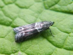 Cryptoblabes bistriga