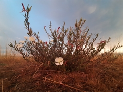 Oenothera tetraptera