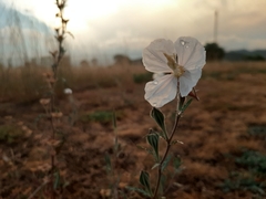 Oenothera tetraptera
