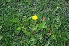 Taraxacum officinale