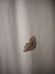 Metanema determinata