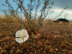 Oenothera tetraptera