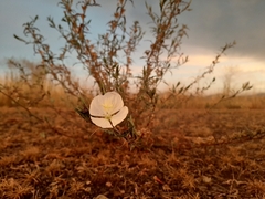 Oenothera tetraptera