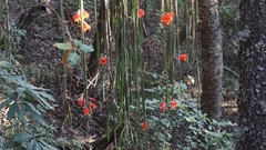Disocactus speciosus