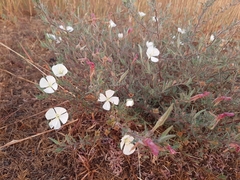 Oenothera tetraptera