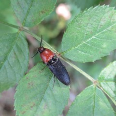 Insecta