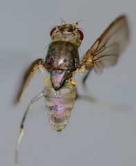 Ephydrella assimilis