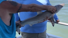 Carcharhinus brevipinna