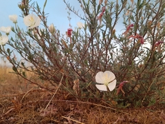 Oenothera tetraptera