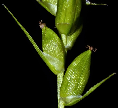 Photograph of Carex sect. Griseae