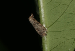Hypenodinae