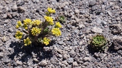Draba jorullensis