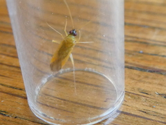 Phylus melanocephalus