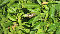 Pseudacraea lucretia tarquinea