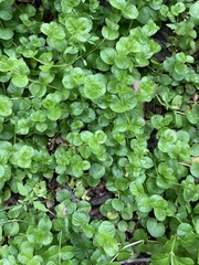 Lysimachia nummularia