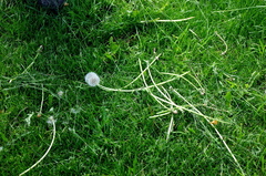 Taraxacum officinale