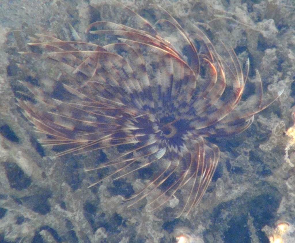 Photo of Indo-Pacific feather duster (Sabellastarte spectabilis)