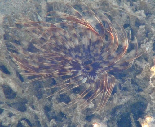 Photo of Indo-Pacific feather duster (Sabellastarte spectabilis)
