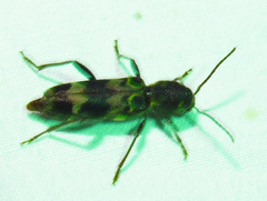 Xylotrechus colonus