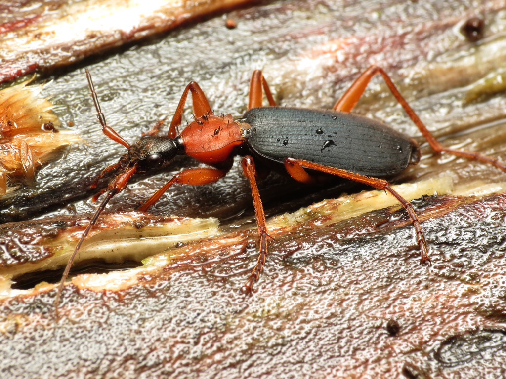 false-bombardier-beetle-a-guide-to-the-ecdysozoa-insecta-coleoptera