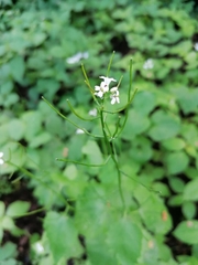 Alliaria petiolata