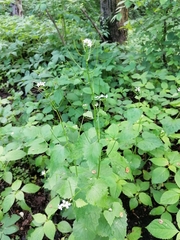Alliaria petiolata