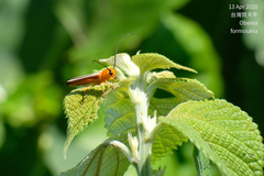 Oberea formosana