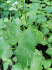 Alliaria petiolata