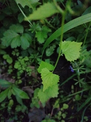 Alliaria petiolata
