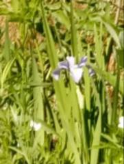 Iris virginica