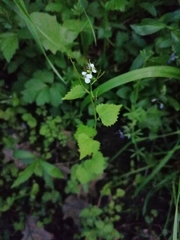 Alliaria petiolata