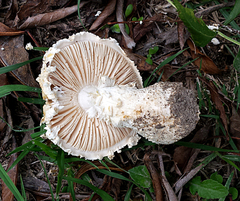 Saproamanita foetidissima