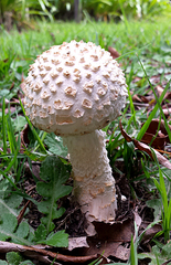 Saproamanita foetidissima