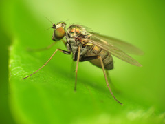 Diaphorinae