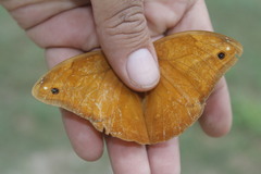 Opsiphanes boisduvallii