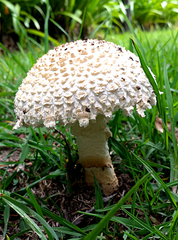 Saproamanita foetidissima