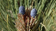 Pinus hartwegii