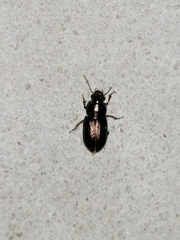Selenophorus