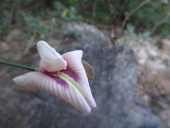 Centrosema macrocarpum