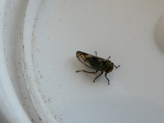 Oncopsis flavicollis