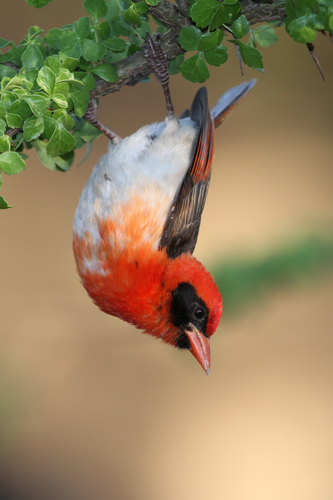 Red-headed Weaver