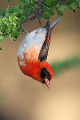 Red-Headed Weaver photo 2