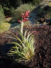 Tillandsia gymnobotrya