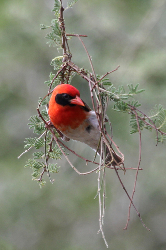 Red-headed Weaver