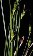 Carex willdenowii