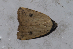 Neachrostia