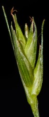 Carex willdenowii