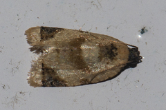 Diplocalyptis