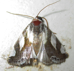 Acontia trimaculata