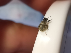 Andrion regensteinense